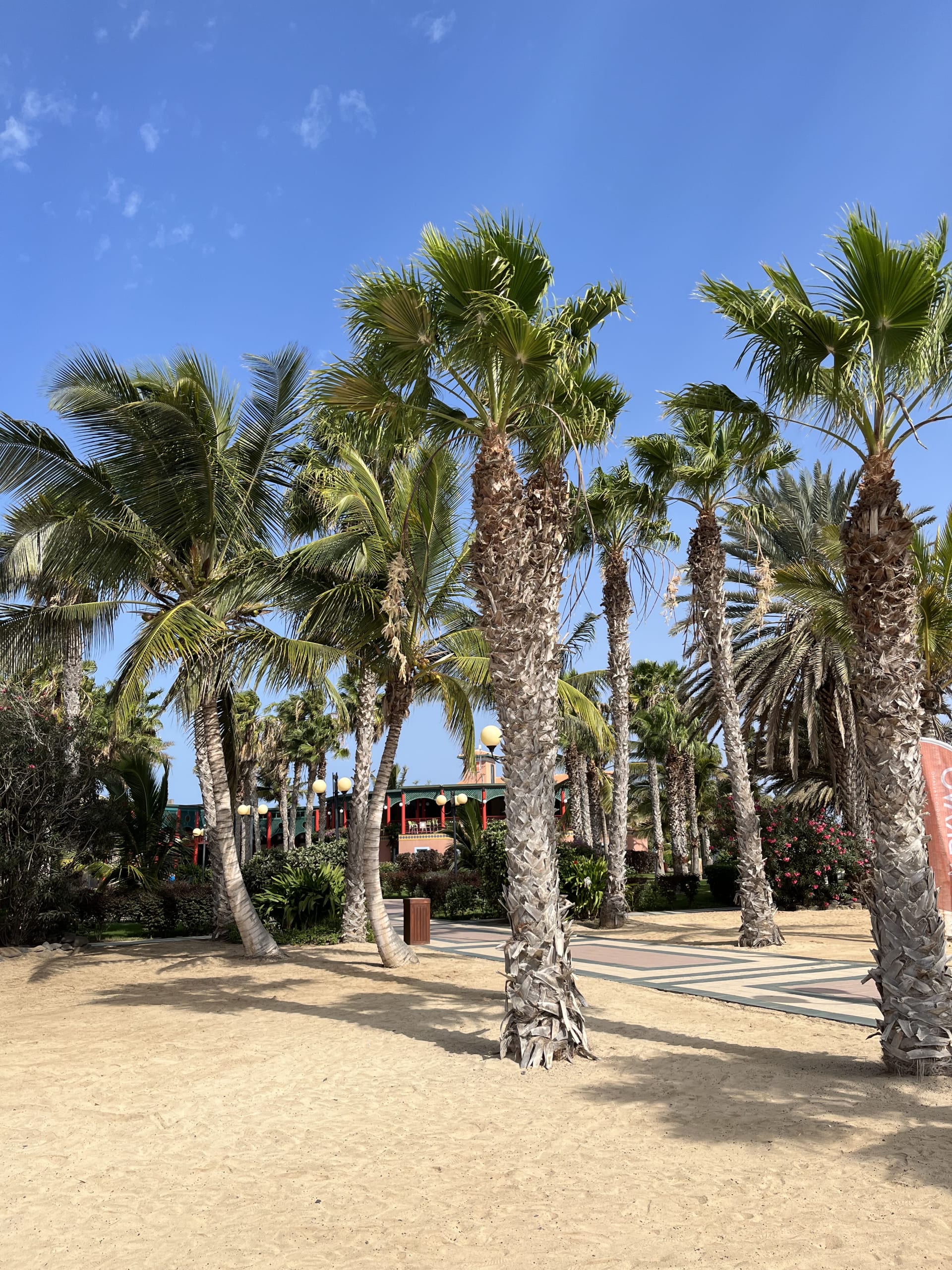 Všudypřítomné palmy na Kapverdách dokreslují exotickou atmosféru.