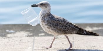 Vědci objevili novou nemoc mořských ptáků – způsobují ji plasty