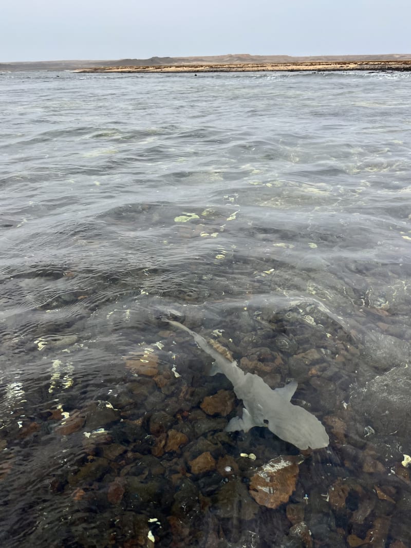 Shark Bay na ostrově Sal nabízí možnost vyrazit do vody a počkat si na žraloky citronové.