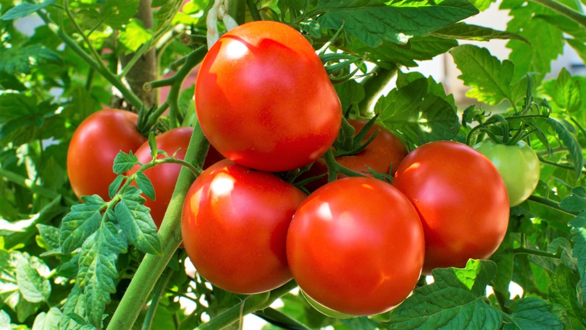 Červená rajčata jsou nejlepší zeleninou pro Býky.