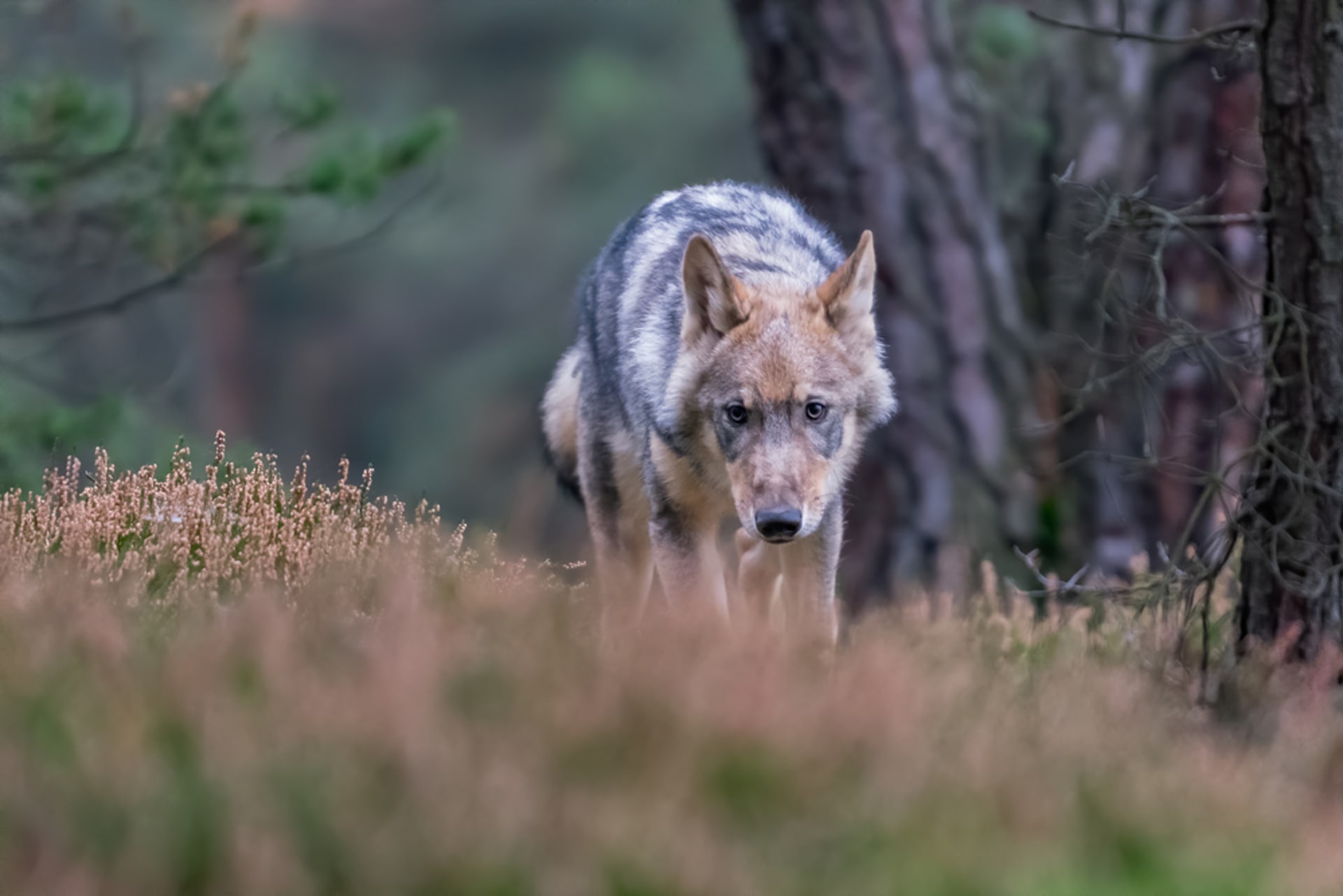 Osamělý vlk běžící v podzimním lese v České republice