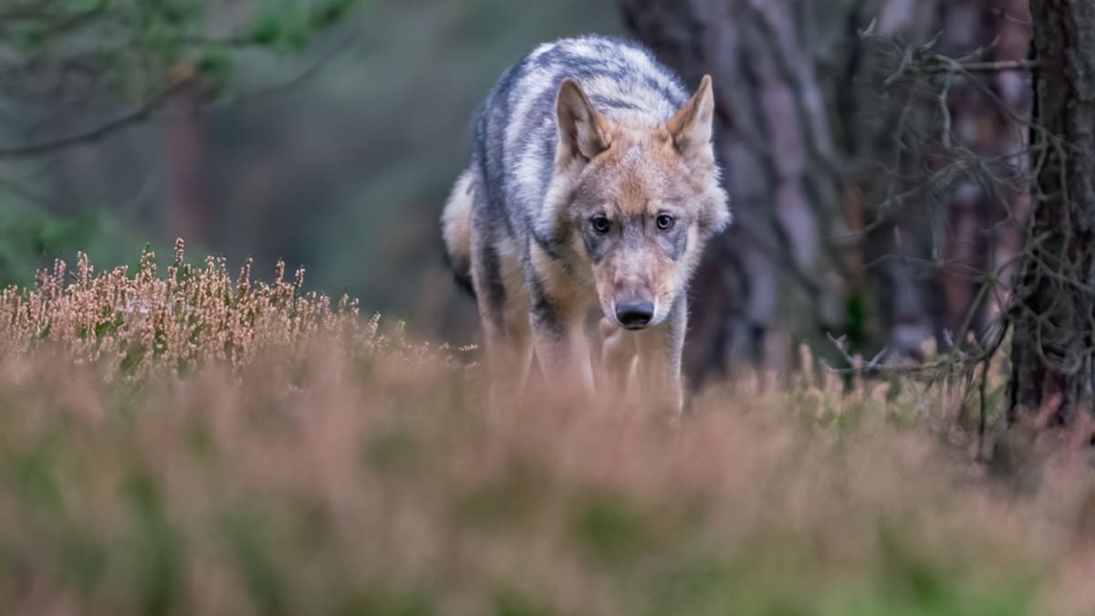 Vlk měl na Chomutovsku napadnout majitele psa. (ilustrační foto)