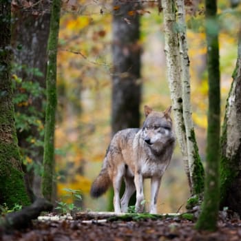 V Česku už žije trvale kolem 100 vlků