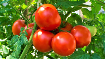Dejte se do pěstování rajčat! Jsou rajčata odolná plísni realita, nebo jen sen? 