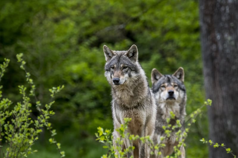 Potravu vlků ve střední Evropě tvoří z 98 procent divoce čijící sudokopytníci