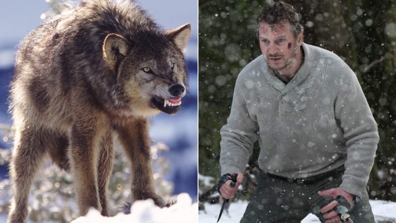Vlk napadl v Česku člověka. Tady je 6 rad, které vám můžou zachránit život