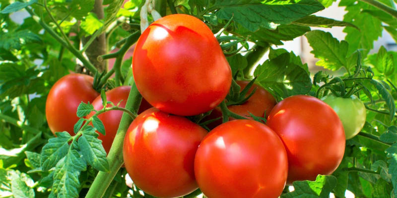 Červená rajčata jsou nejlepší zeleninou pro Býky.