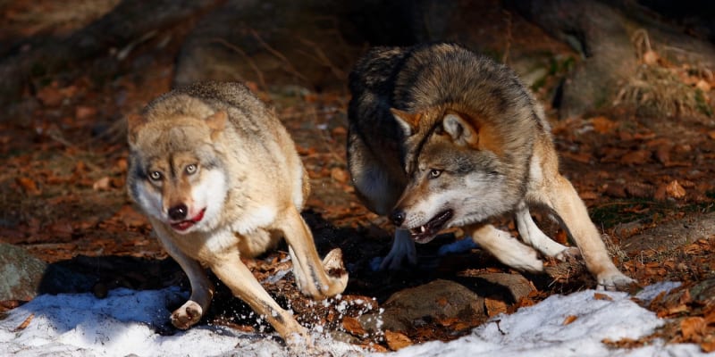 Vlci vyvinou rychlost až 60 km/h