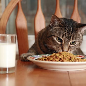 Kočky by neměly pít mléko a pozor je třeba si dávat i na další potraviny