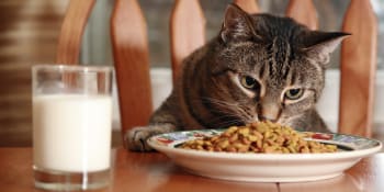 Pozor na mléko i syrové maso: Podomácku vyrobené jídlo kočkám může ublížit