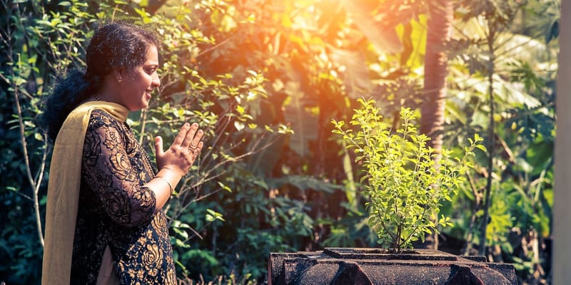Bazalka indická je v Asii uctívanou léčivou bylinou