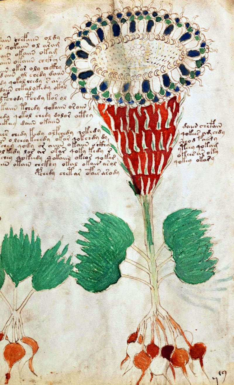 Jednou z částí rukopisu je zřejmě herbář rostlin
