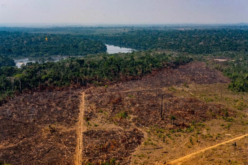Amazonský prales stále mizí