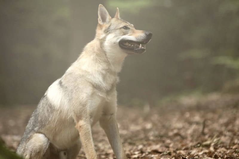 Roli tajemného vlka sehrál československý vlčák.