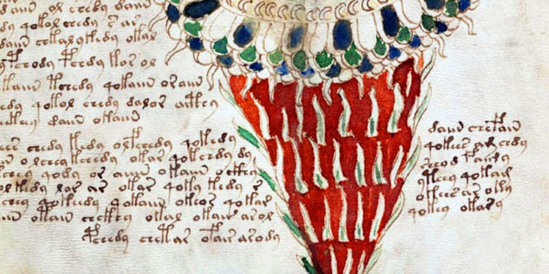 Jednou z částí rukopisu je zřejmě herbář rostlin