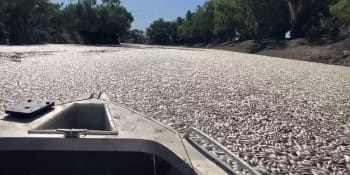 Extrémní úkaz v Austrálii. Řeku ucpaly miliony rozkládajících se ryb, co je na vině?