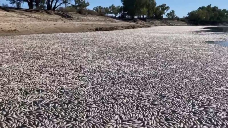 Extrémní úkaz v Austrálii. Řeku ucpaly miliony rozkládajících se ryb