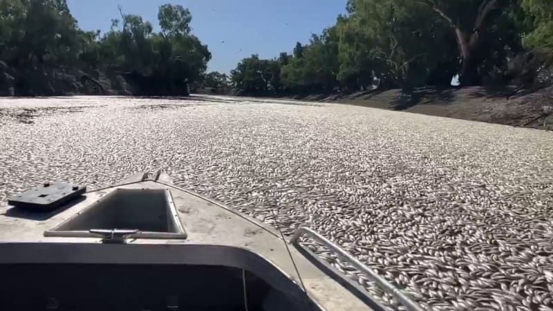Australská řeka Darling zamořená miliony uhynulých ryb
