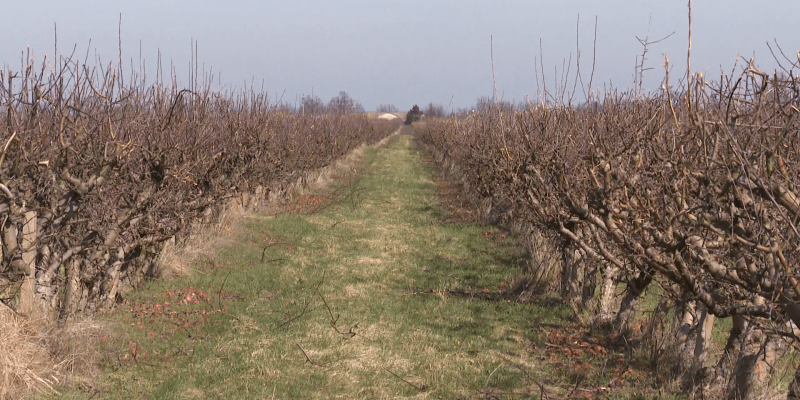 Čeští ovocnáři se zbavují svých sadů, nahrazují je pole s řepkou či obilím.