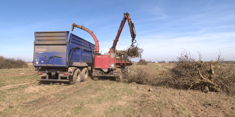 Čeští ovocnáři se zbavují svých sadů, nahrazují je pole s řepkou či obilím.