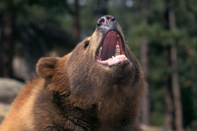 Medvěd kodiak