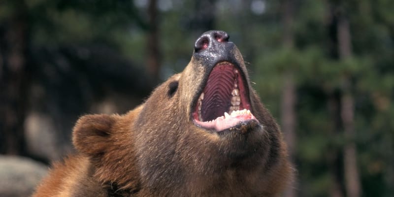 Medvěd kodiak