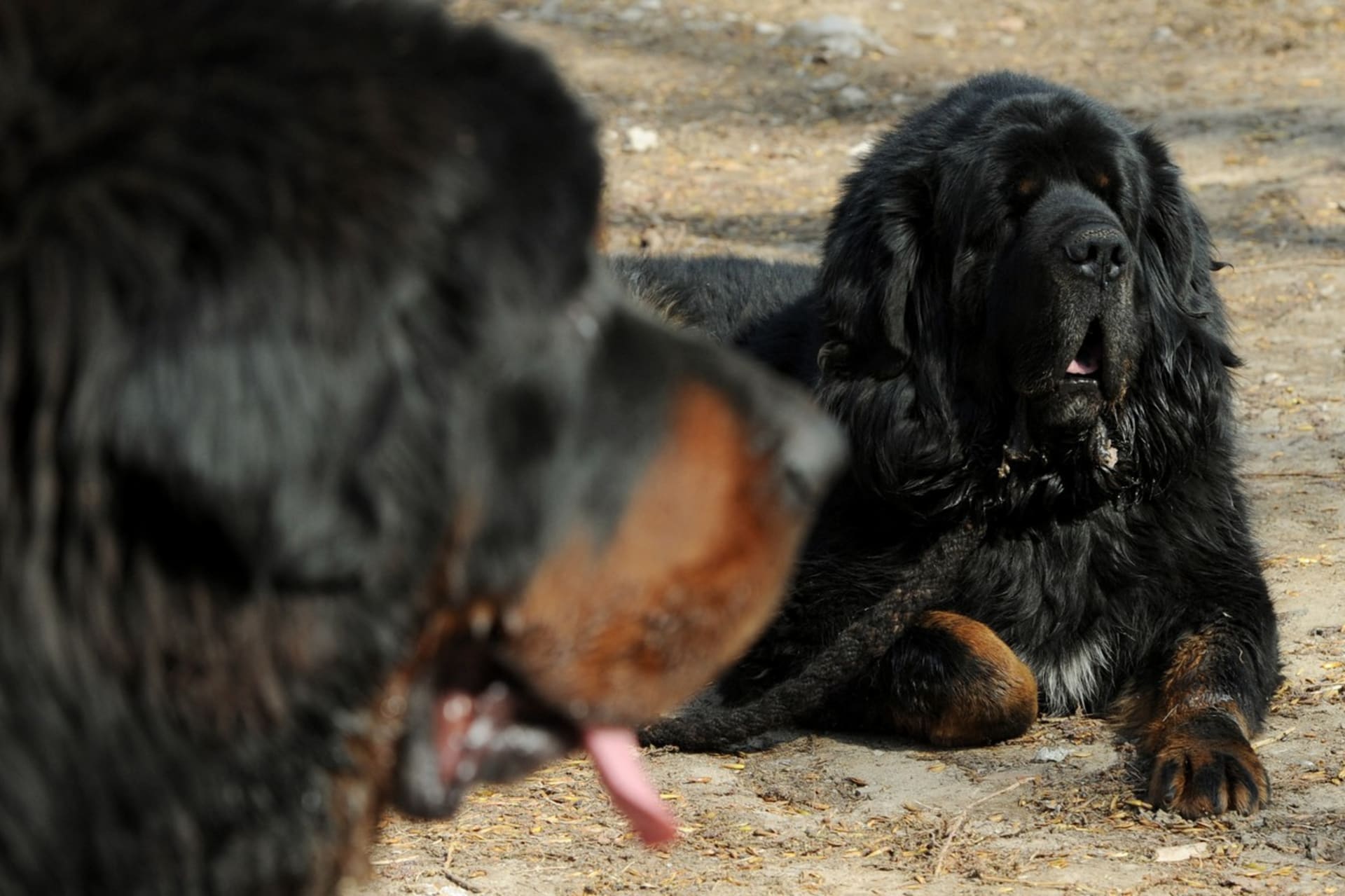 Státní zástupce zastavil stíhání majitele tibetské dogy, která pokousala ženu v Křižanech na Liberecku. (Ilustrační foto)