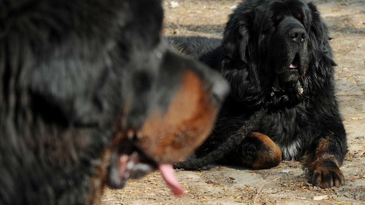 Státní zástupce zastavil stíhání majitele tibetské dogy, která pokousala ženu v Křižanech na Liberecku. (Ilustrační foto)