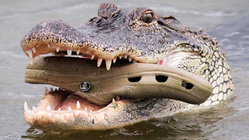 Aligátor žvýkající obuv Crocs (ilustrační foto)