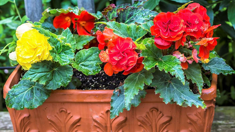 Begonie, jiřinky či lilie na balkoně. Jak správně pěstovat nejkrásnější letní cibuloviny v květináči