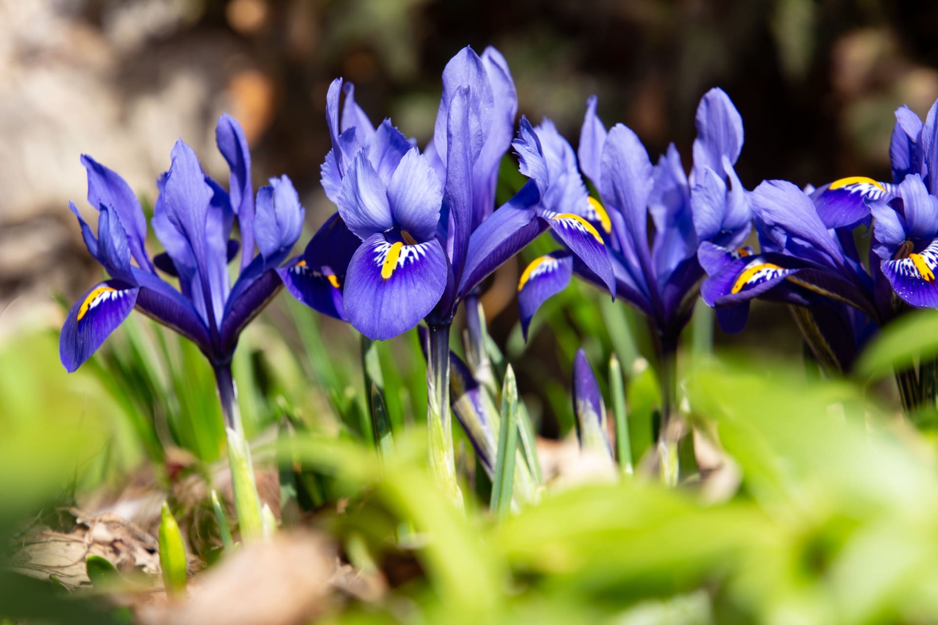 Kosatec nebo taky kosateček má nejčastěji květy modré, fialová a purpurové se žlutou skvrnou uvnitř každého okvětního plátku; kvete od konce února do dubna.