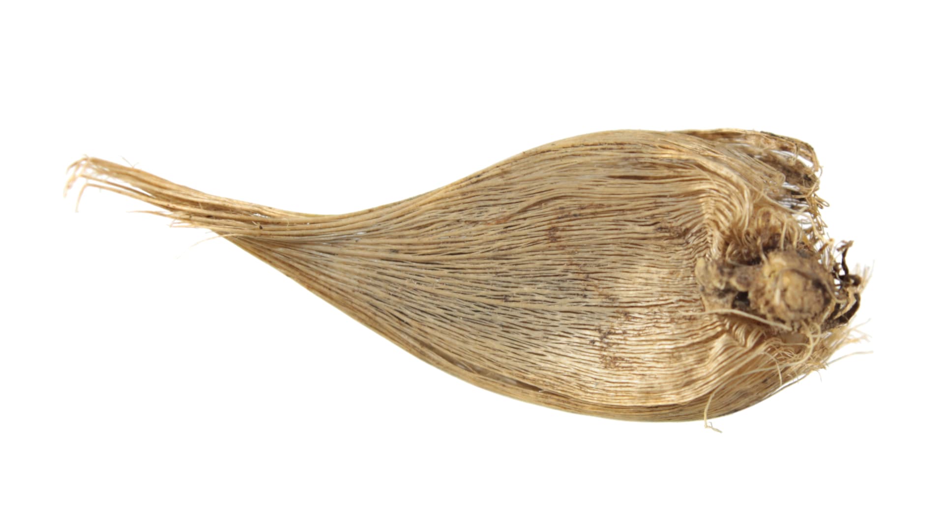 Kosatec Danfordové (Iris danfordiae)