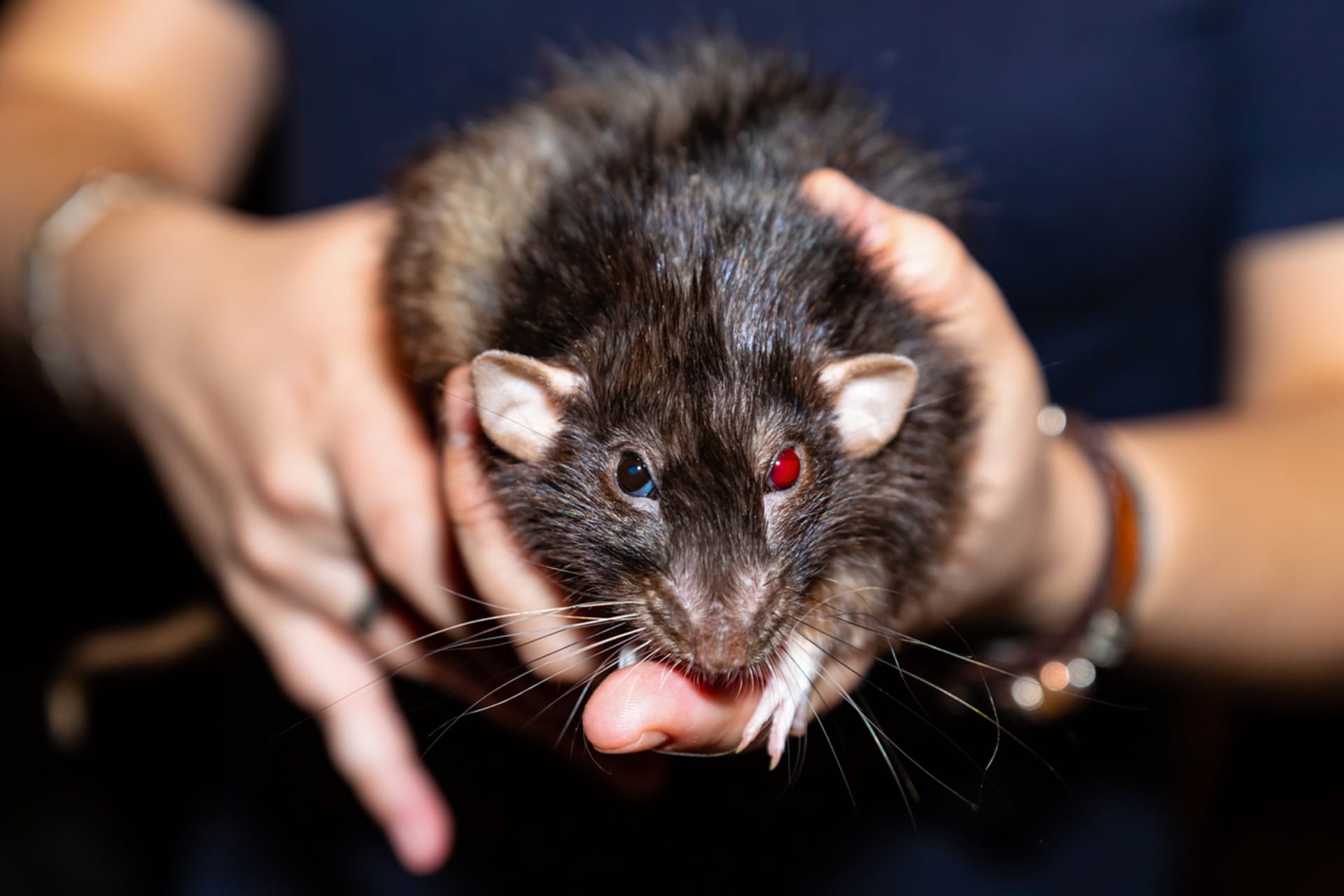 Krysy a potkani jsou mazlíčci, v přírodě je ale moc rádi nemáme
