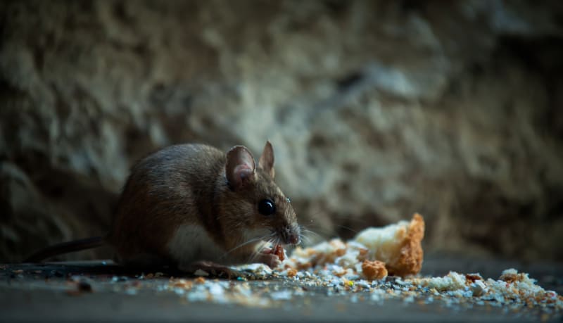 Krysy a potkany lidé moc nemusí