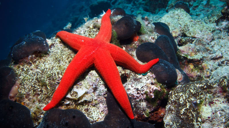 Mořské hvězdice mají záludný způsob lovu. Podívejte se, jak dostanou kořist za každou cenu