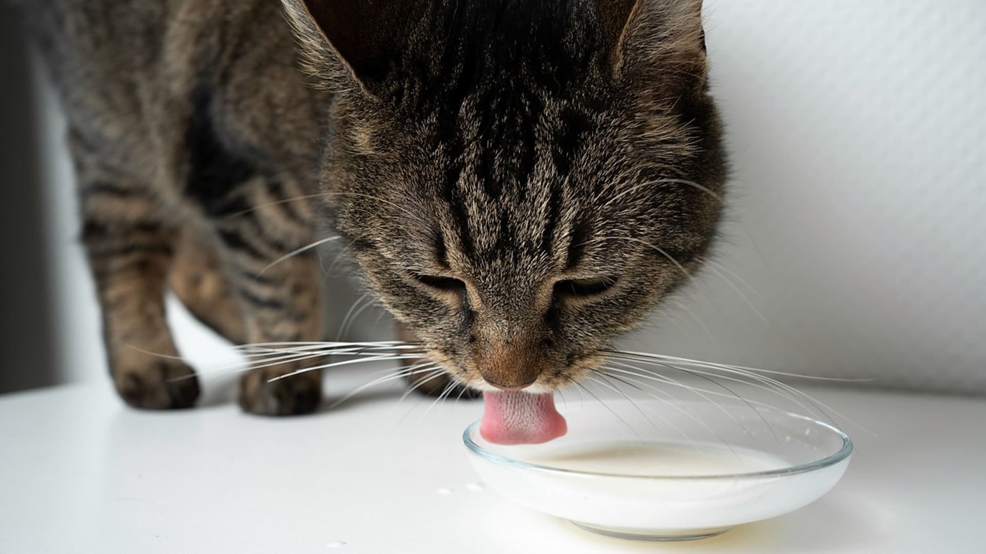 Kočka a mléko: Pokud chceme dopřát kočce mléko, měli bychom volit speciální mléko určené pro kočky, které se vyznačuje nízkou mírou laktózy a více odpovídá mateřskému kočičímu mléku. 