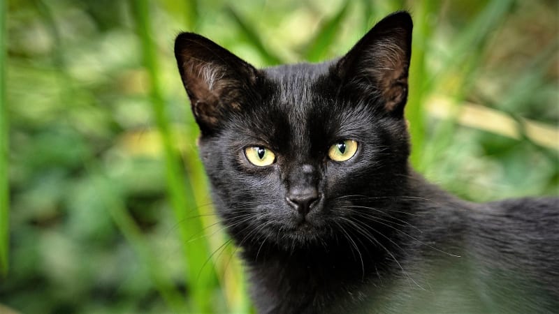 Černé kočky byly v období středověku spojeny s čarodějnicemi a mělo se za to, že jsou posedlé ďáblem nebo dokonce, že je to převtělený ďábel. V rámci honů na čarodějnice tak byly černé kočky upalovány společně se svými majitelkami. 