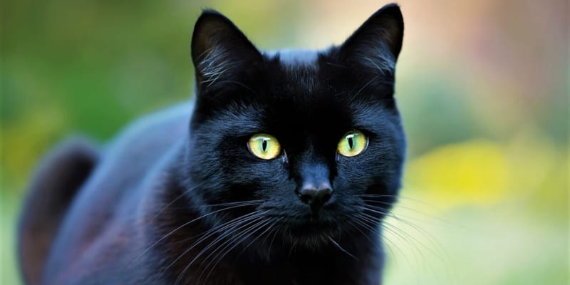Ve staré Anglii byly naopak černé kočky vyhledávány, zejména u námořníků. Jejich ženy je měly doma, protože se mělo za to, že právě černá kočka nosí štěstí a věští šťastný návrat muže domů. 
