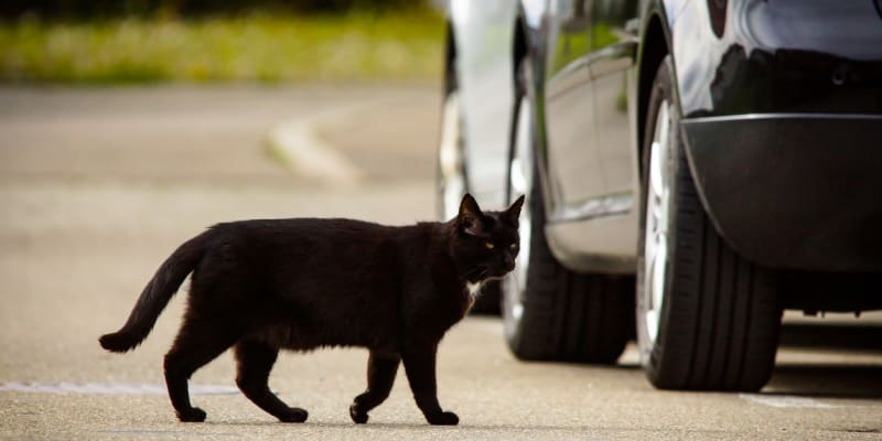 Zřejmě nejrozšířenější báchorka, která se o kočkách traduje je právě ta, že černá kočka, která nám přeběhne přes cestu nosí smůlu.