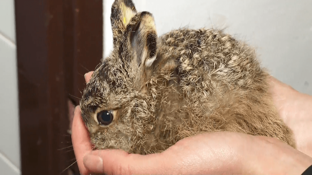 Ochránci zvířat apelují na lidi, aby nezahraňovali malé zajíčky
