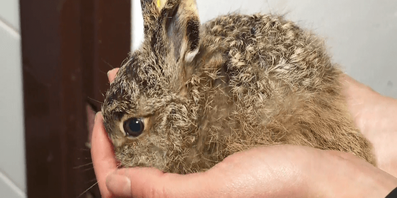Ochránci zvířat apelují na lidi, aby nezachraňovali malé zajíčky.