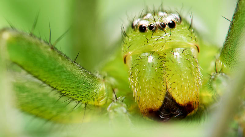 Jeden z největších pavouků světa pavučinu vůbec nepotřebuje. Podívejte se, jak se kutálí a loví