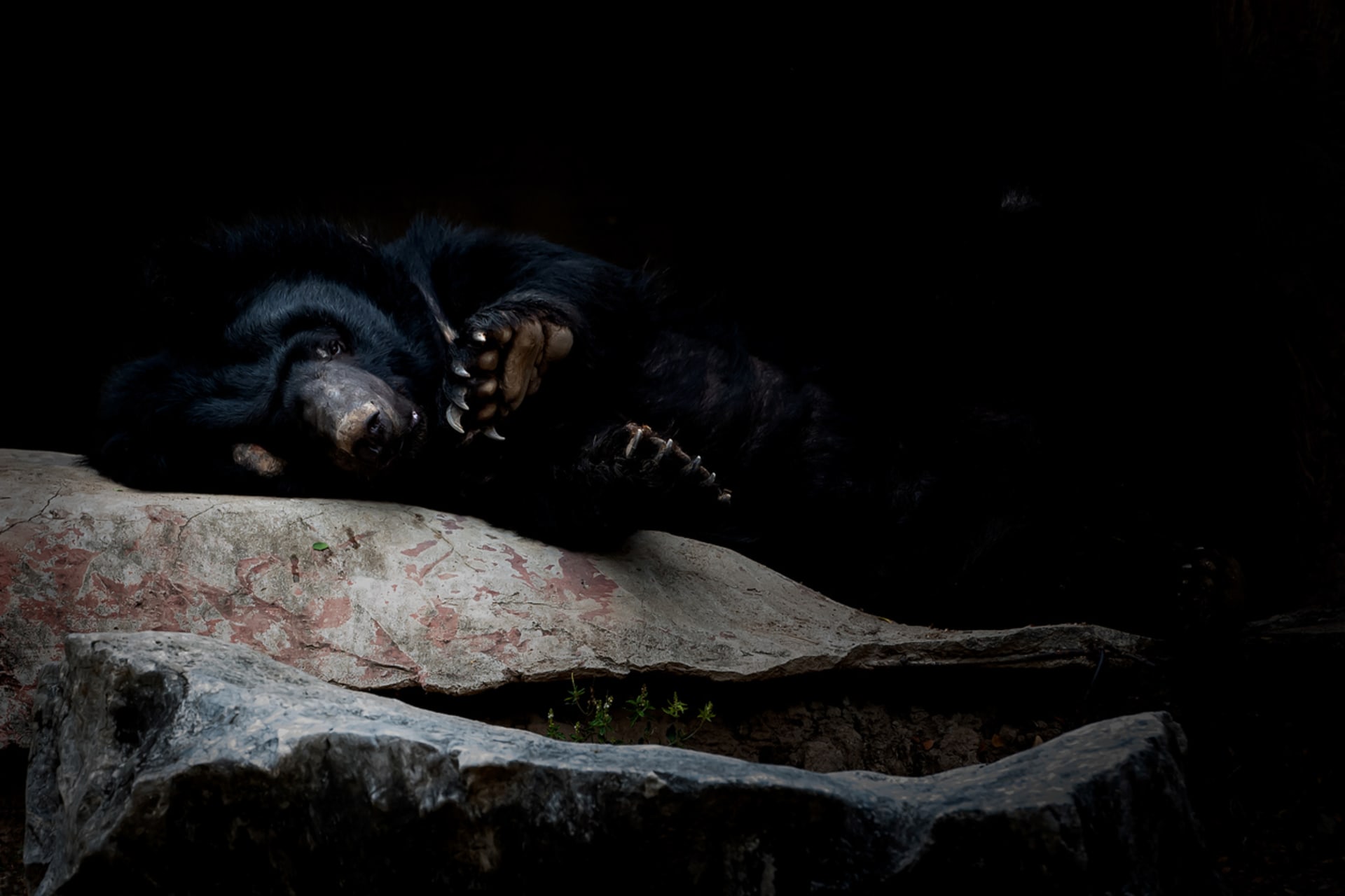 Někteří medvědi patří mezi hibernující zvířata 