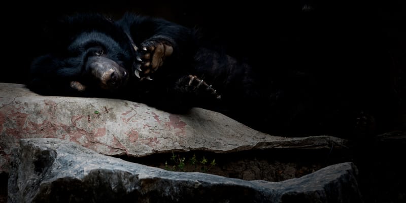 Někteří medvědi patří mezi hibernující zvířata 
