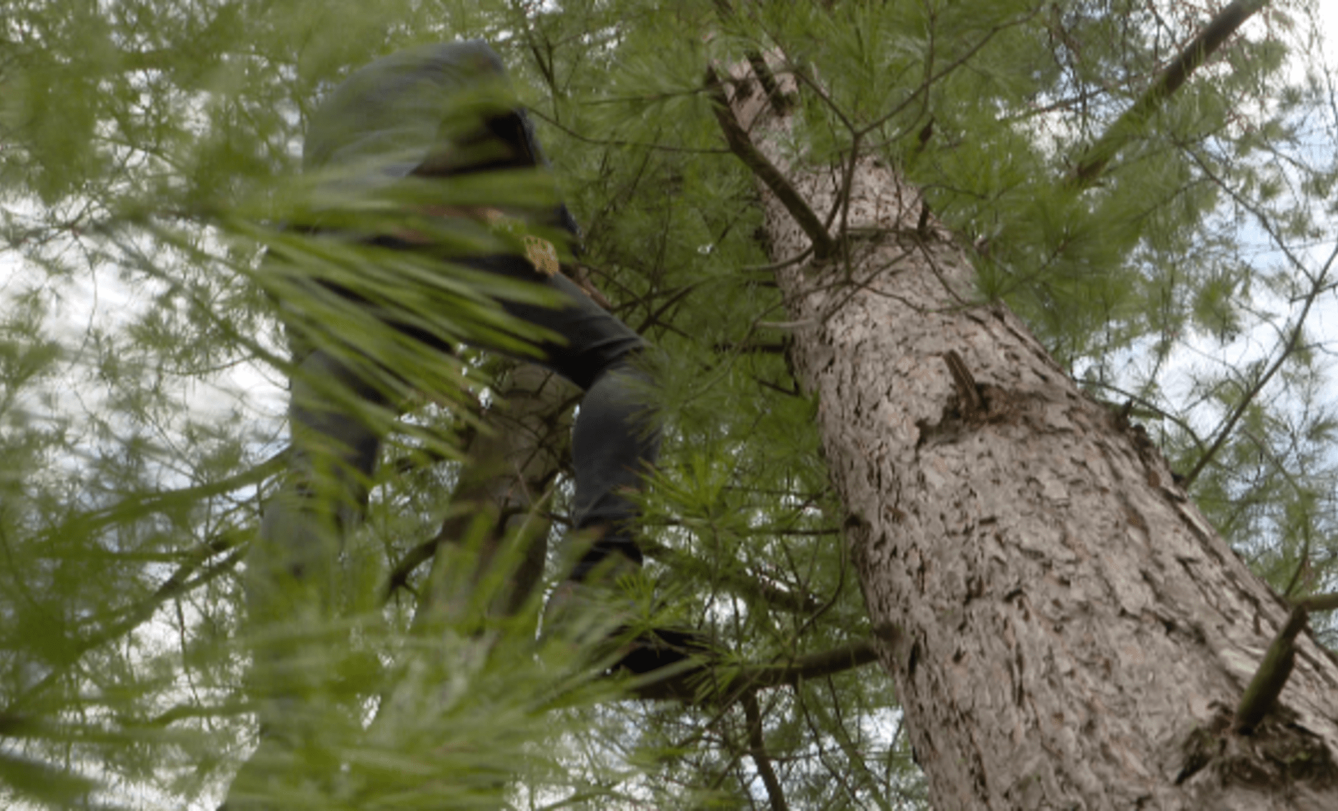 Vyděšený mladík utekl před kancem na strom.