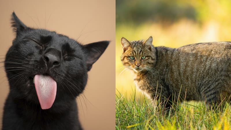 Kočka domácí vs. kočka divoká 