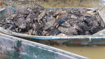 Masivní vymírání ryb a ptáků na Novém Zélandu. Mokřadům chyběl kyslík, o viníkovi má být jasno