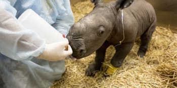 Smutek v australské zoo. Mládě vzácného nosorožce utrpělo záchvat, zachránit se ho nepodařilo