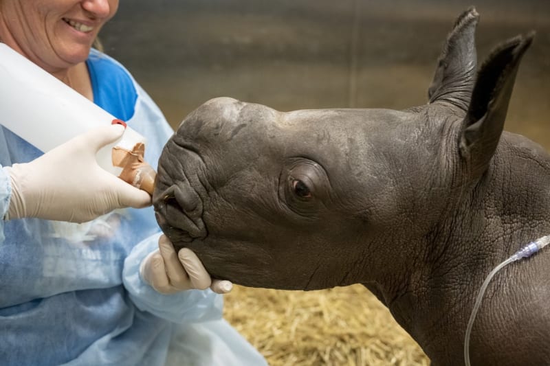 Mládě vzácného nosorožce bílého uhynulo ve věku pouhých pěti dní.