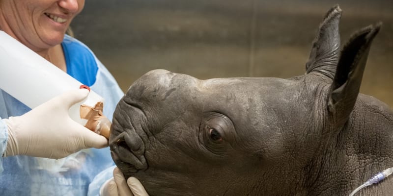 Mládě vzácného nosorožce bílého uhynulo ve věku pouhých pěti dní.
